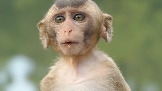 Ohh God! How Cute Baby Lola Looking For Mom, Lola Follow Papa Thomson But He Always Screaming On Her
