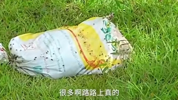 实拍：缅东苗瓦迪园区附近的丢弃的蛇皮袋里不知道装的是什么？苍蝇乱飞。。。