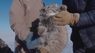 Caracal yang ditangkap untuk pemeriksaan fisik sangat gemuk dan lucu🤣
