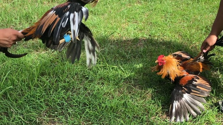 Dagdag pwersa. First spar Goldenboy Pumpkin sweater.