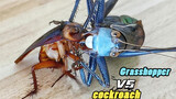 [Animals]When a long-horned grasshopper meets a cockroach...