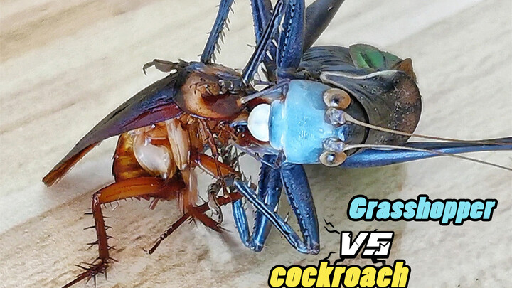 [Animals]When a long-horned grasshopper meets a cockroach...