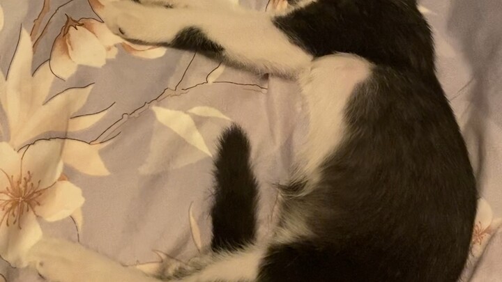 Hua Hua, are you awake? Go back to sleep.