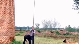 นี่คือสุนัขมาลินอยหรือเปล่า? กระโดดได้สูงมากเลย