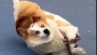 Sebaiknya jangan bermain-main dengan Border Collie karena Corgi akan mudah menderita kerugian.