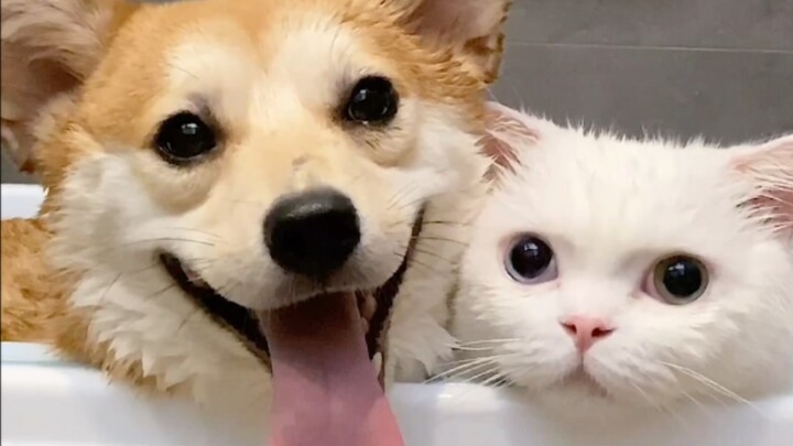 Bagaimana rasanya memandikan kucing dan anjing secara bersamaan?