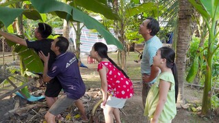 PHÁT HIỆN "MÓN NGON - VẬT LẠ" NGOÀI VƯỜN | Chuyện Phương Kể • Tập 161