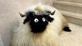 The big "eyes" of Valais Blacknose Sheep