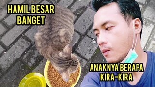 Kucing Hamil Jalanan Ini Kelaparan Karena Hari Libur Hamilnya Besar Banget Bikin Geleng Kepala..!