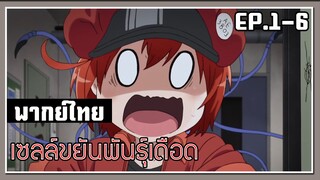 ที่นี่ใช้งานอยู่ค่ะ!! l Cells at Work! EP.1-6 l พากย์ไทย