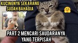 Kisah Kucing Kerupuk Part 2 Mencari Saudaranya Di Pinggir Kali Yang Belum Di Temukan..!