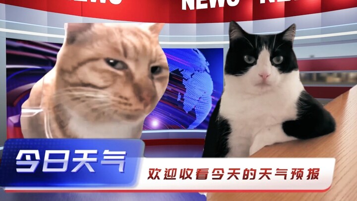 ⛅请选择你的天气猫猫⛅
