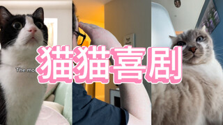 猫猫喜剧Pt.1-全体敬礼！！！🫡