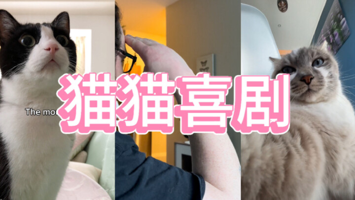 كوميديا القطط الجزء 1 - تحية للجميع!!!🫡