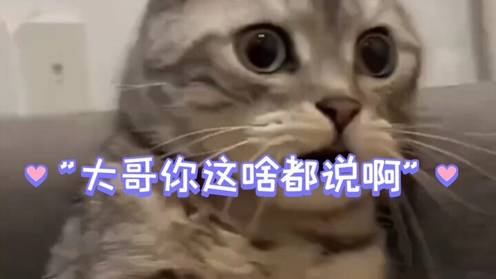 Anh cả, anh nói gì cũng được à