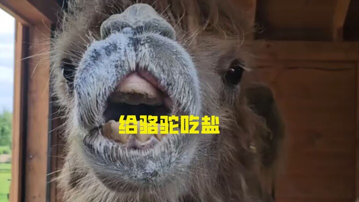 Why Do They Feed Camels a Ton of Salt Before a Long Journey?