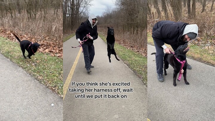 For a free and happy black dog, whether there's a seatbelt or not makes no difference at all.