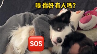 رد فعل مربي الكلاب قبل وبعد استحمام كلبهم