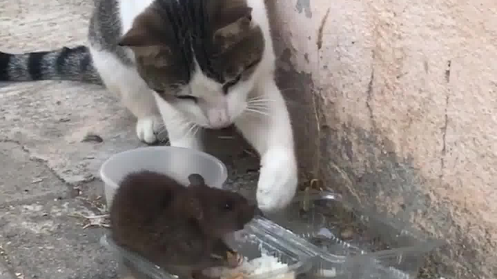 Brother Shu, are you done eating?