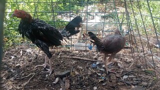 BEBUT UY LINE..CARDINAL KELSO🐓🐓