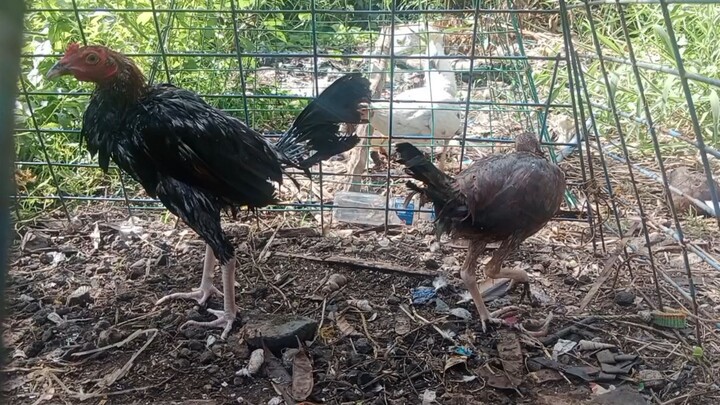 BEBUT UY LINE..CARDINAL KELSO🐓🐓