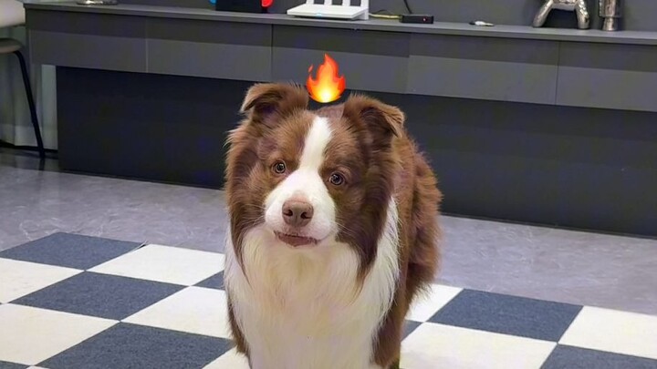 When the dog hears the rumor...