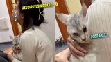 GEMES BANGET..!!🤣 Reaksi Cuek Kucing Liat Majikan Nangis Karena Putus Cinta ~ Video Kucing Lucu