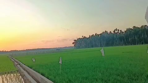 sawah Indonesia