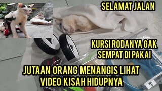 Kisah Kucing Lumpuh Icang Yang Bisa Membuat Jutaan Orang Menangis Saat Meninggal Dunia..!