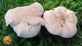 เก็บเห็ด ป่านอร์เวย์ 26.10.2019 เห็ดเยอะมาก | Picking wild mushrooms in Norway | Sopp sanking