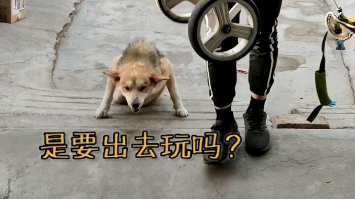 หมาที่มีรถนี่ต่างกันจริงๆ ลากเจ้าของตะลอนไปทั่วโลก!