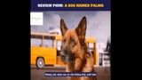 Tóm tắt phim: A dog named Palma p2