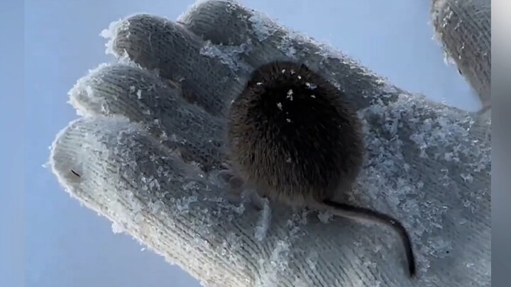 A tiny, perfectly round little gadget—a rare treasure from Northeast China!
