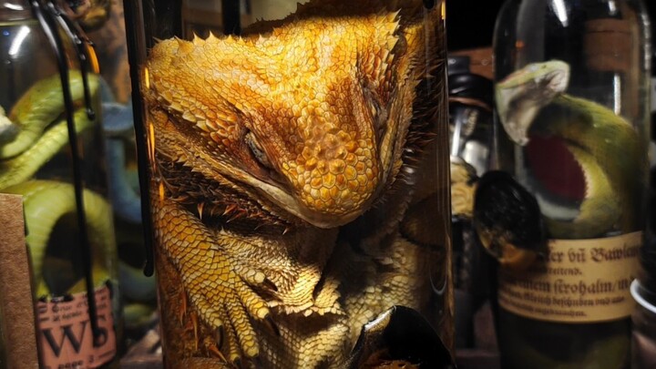 Tiêu bản sư tử bờm đỏ vàng [Thường ngày với tiêu bản nặng]