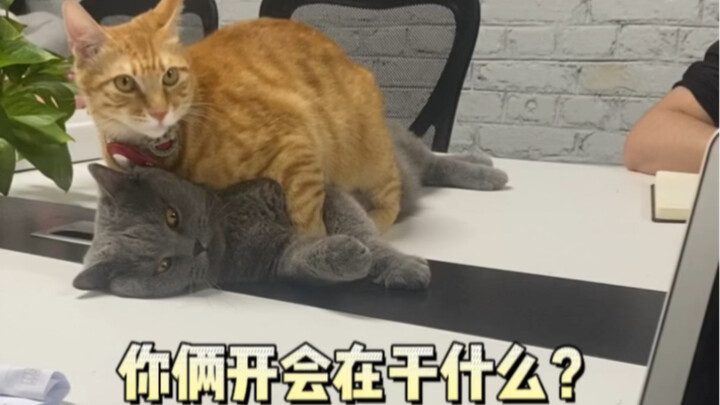Having a meeting, and the two of them talk more than the boss does.