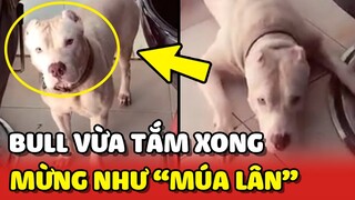 Chú chó Bull mừng như MÚA LÂN sau khi được TẮM XONG 😂 | Yêu Lu