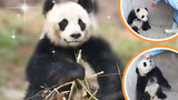 Panda besar memukul bayi panda, tidak heran jika mereka hewan dilindungi.