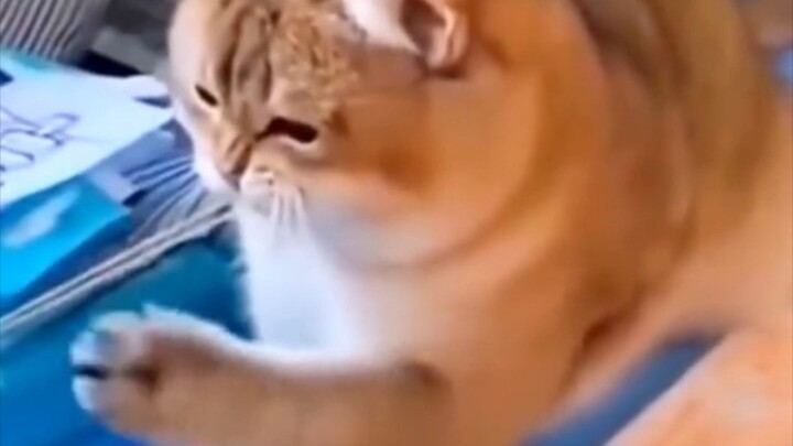 Bông hoa vàng trong câu chuyện