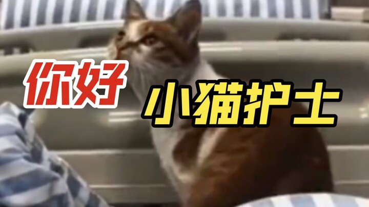 Woman Hospitalized After Falling Ill: Stray Cat Stays by Her Side the Whole Time—and Even Presses th