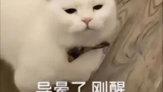 Kembali ke Gotham, Batman bilang dia tidak akan memukulmu lagi