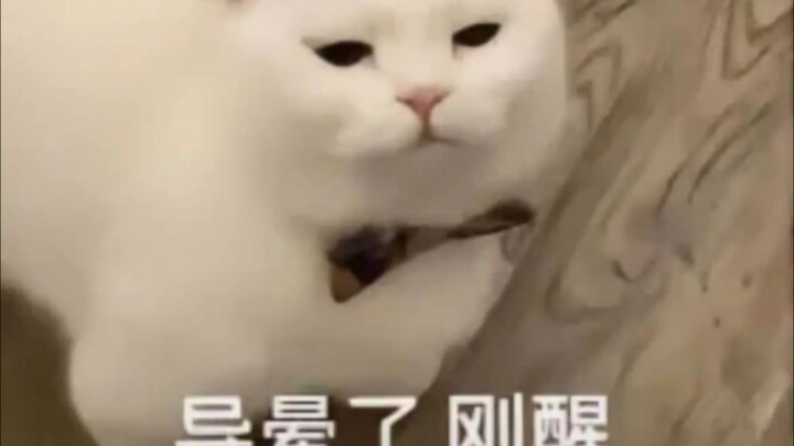 Let's head back to Gotham—Batman says he won't beat you up anymore.