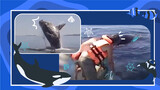A family rescues a humpback whale with just a pocket knife