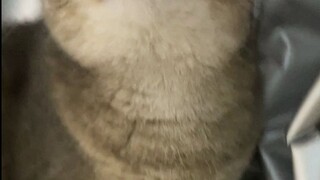 Little kitten hehehe