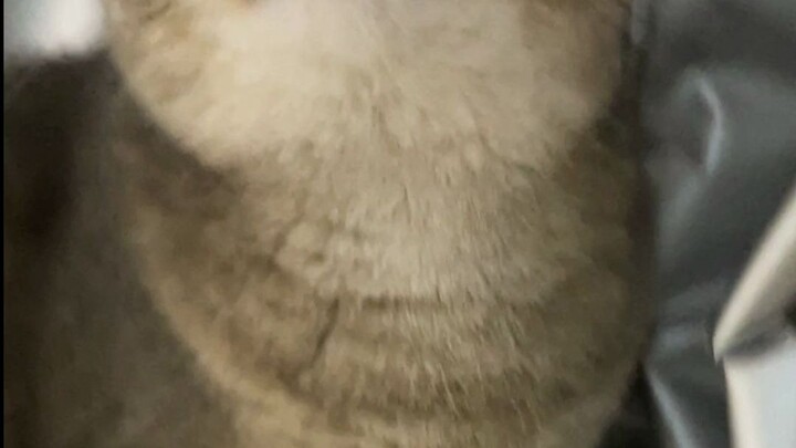 Little kitten hehehe