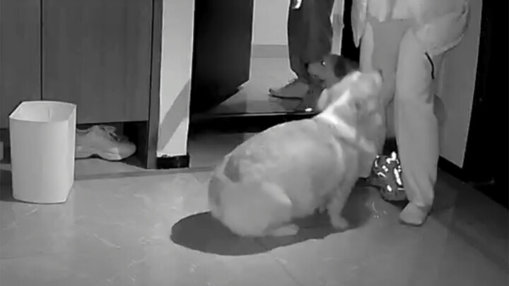 Ra ngoài hai tiếng, về nhà thấy Viên Bảo lại béo thêm một vòng…