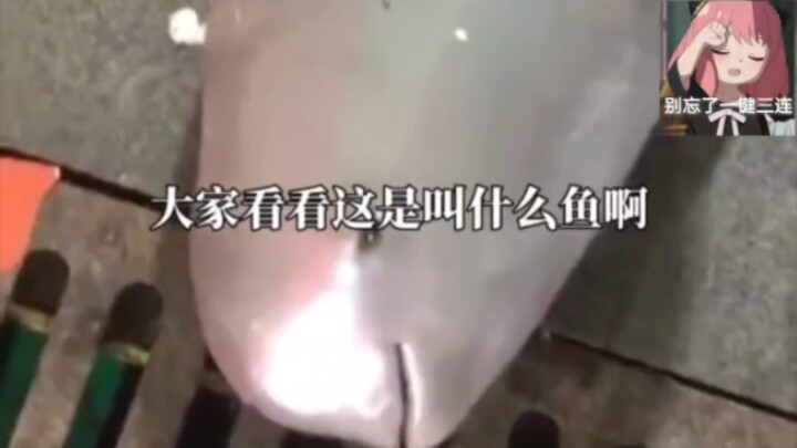 Suspected angler reels in a Yangtze finless porpoise in Hunan’s Yueyang: Public security authorities