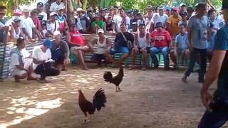Fiesta - Isabela