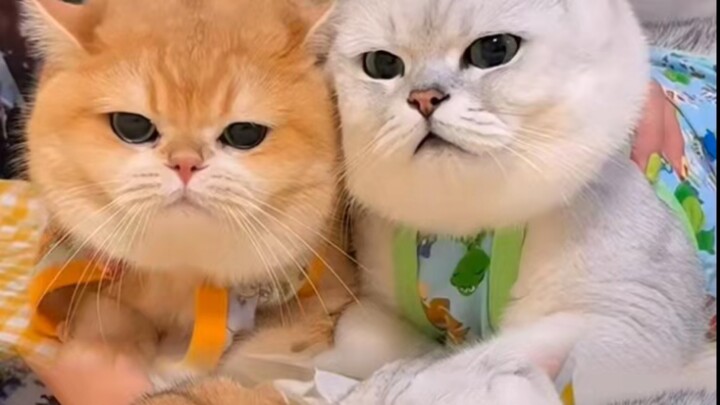The kind golden tabby finally got back on its feet and unleashed a flurry of punches and kicks at Ol