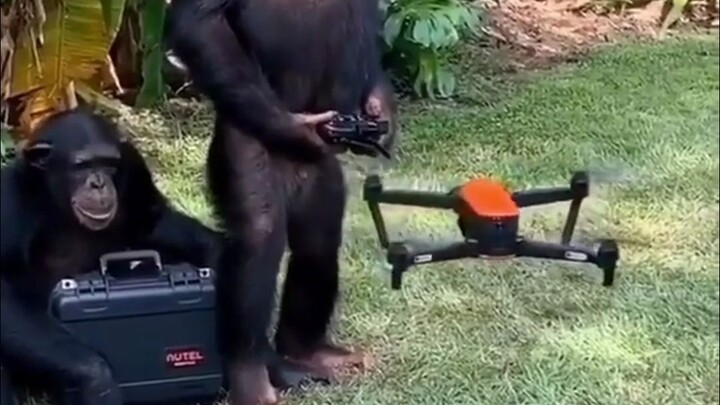 [Earth Creatures’ Hilarious Everyday Life #240]