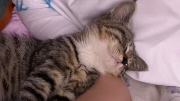 Terlambat sedikit, kucing kecil yang suka menempel